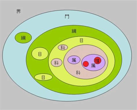 界門綱目科屬種口訣|分類ってなに？ー「界・門・綱・目・科・属・種」の。